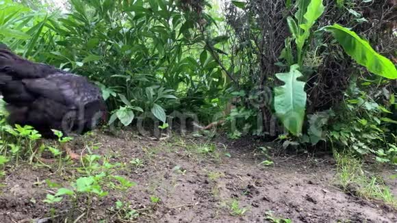 一只产蛋的棕母鸡在乡下农场里自由自在地散步寻找食物视频的预览图