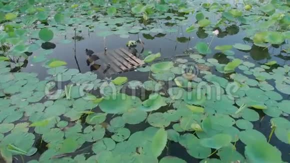 空中飞行的镜头在池塘的表面与一个生长的莲花和鸟视频的预览图