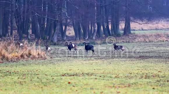 成群的野生动物迷彩动物站在草地上捷克共和国视频的预览图