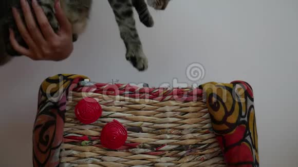 雌性的手把大的猫放进篮子里睡猫开始揉床视频的预览图