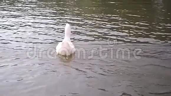 白鹅在湖中缓慢游动视频的预览图