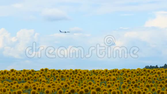 白天飞机飞过太阳花的田野美丽的自然背景和景观视频的预览图