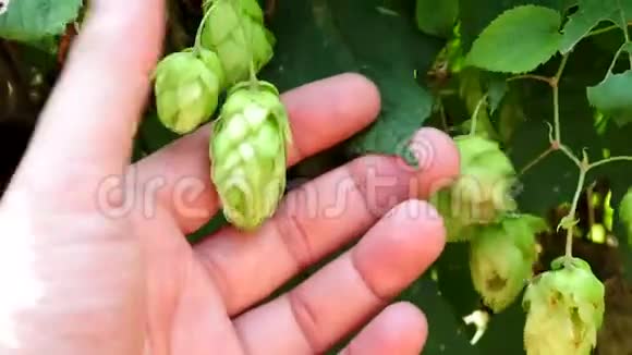 农民手中的跳跃植物特写视频的预览图