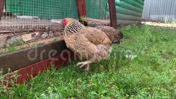 一只产蛋的棕母鸡在乡下农场里自由自在地散步寻找食物视频的预览图