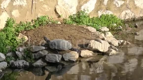一只乌龟在靠近池塘边的岩石上休息下午享受一些阳光视频的预览图
