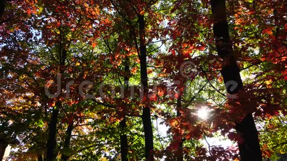 公园里的秋红树视频的预览图