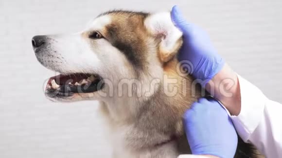 美丽的大狗在现代诊所接受治疗视频的预览图