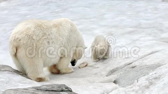 北极熊和熊崽喂养视频的预览图