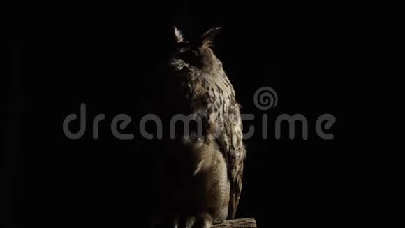 大灰猫头鹰坐在低灯光下四处张望视频的预览图
