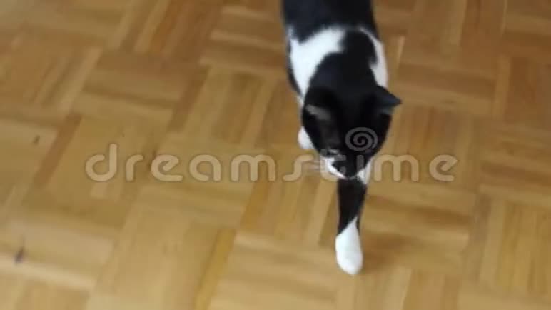 黑白猫走到镜头前视频的预览图