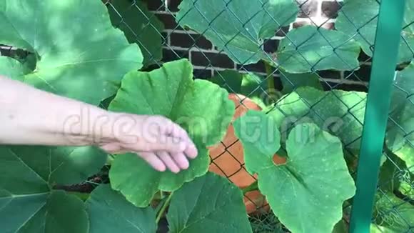 发现生长在有机菜园中的巨大南瓜有机生态农业健康的天然食物生长视频的预览图