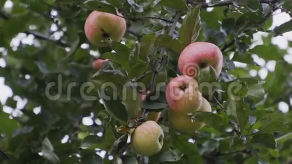 几个红绿色的苹果挂在苹果树枝上视频的预览图