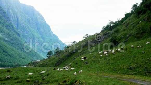 在多云的灰色夏日一群棕色白色和黑色的山羊在公路附近的山坡上的绿草上自由放牧视频的预览图