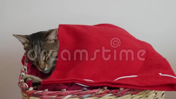 一只被红毯覆盖的猫在编织的篮子里安然入睡视频的预览图