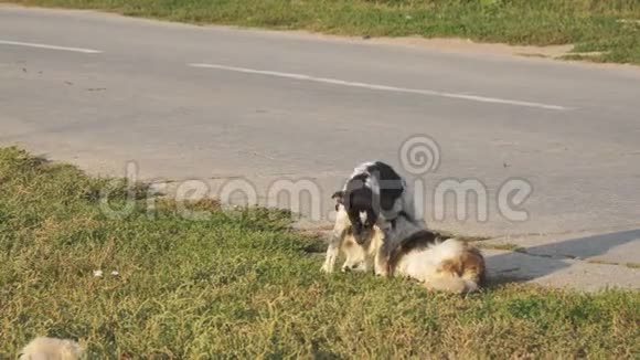 两只流浪狗在柏油路旁的草地上玩耍视频的预览图