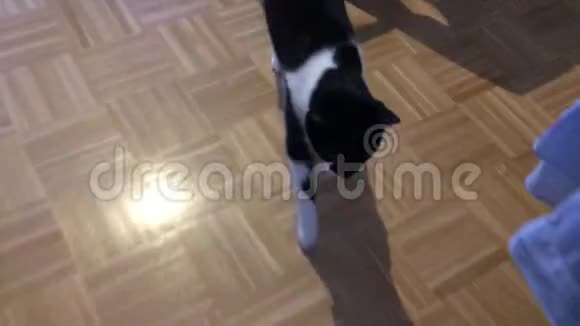 黑白猫走到镜头前视频的预览图