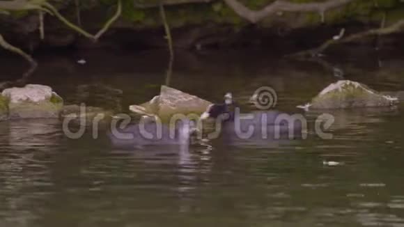 鸭子在平静的水中游泳河景欧洲视频的预览图