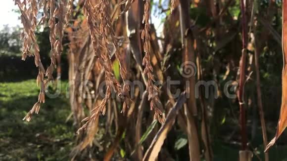 玉米的花序茎和叶枯燥在风中摇曳视频的预览图