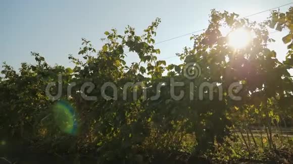 秋天的雷蒙树莓灌木丛视频的预览图