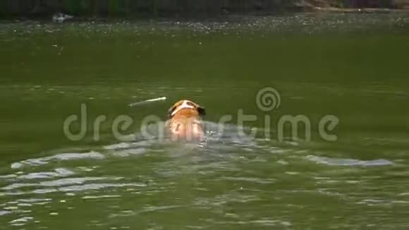 橙色的狗在池塘里游来一根棍子把它放进嘴里视频的预览图