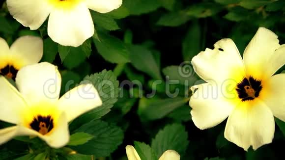合上美丽的白黄山野花在草地上视频的预览图