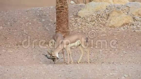 一对阿拉伯沙羚羊与角在阿拉伯联合酋长国的岩石上搏斗视频的预览图