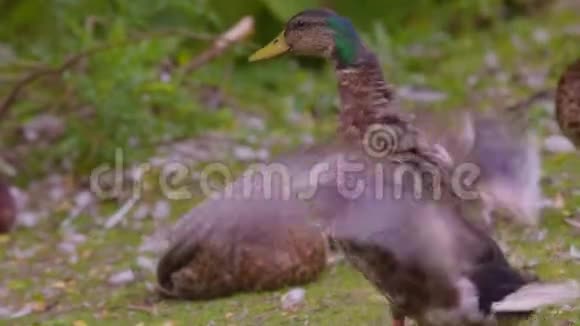 英国德比郡马拉德鸭扑翅视频的预览图