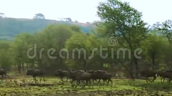 一群水牛在奔跑视频的预览图