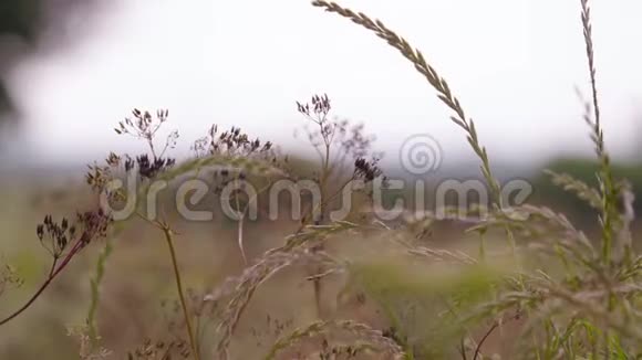 大麦作物在模糊的背景下德比郡视频的预览图