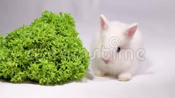 白兔吃沙拉叶视频的预览图
