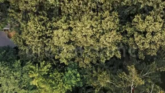 无人驾驶飞机飞过绿色森林的小径视频的预览图