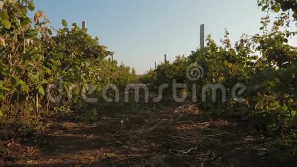 秋天的雷蒙树莓灌木丛视频的预览图