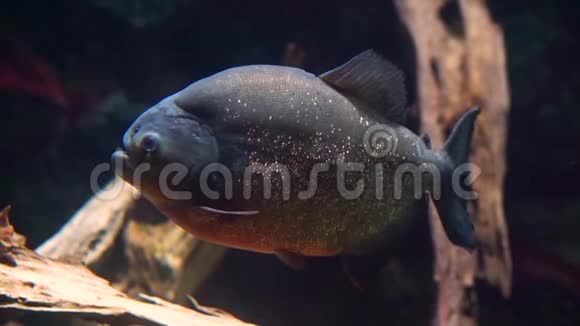 美国亚马逊流域的红肚皮食人鱼闪光鳞鱼和热带动物物种的特写视频的预览图
