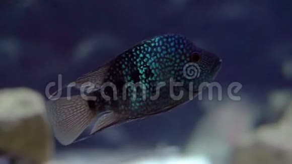 在水中游泳的绿松石德州池鱼的特写镜头美丽多彩的水族馆宠物来自里约的热带鱼视频的预览图