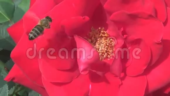 一只蜜蜂在红玫瑰花中收集花粉视频的预览图