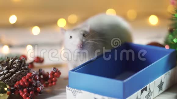 可爱的白色或灰色老鼠在礼品盒的背景圣诞装饰概念2020年新年的象征视频的预览图