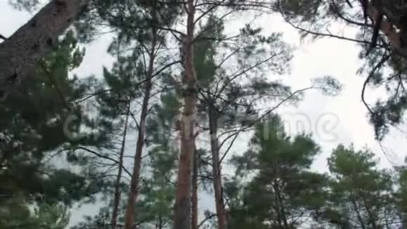 森林中的树风风暴视频的预览图