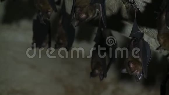 在洞穴里接近一小群蝙蝠视频的预览图