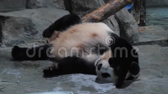 大熊猫在炎热的白天在公共动物园的石头地板上放松和睡觉视频的预览图
