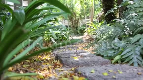 穿过强烈的热带绿色植被的石径丛林巨大的树树叶从那里落下视频的预览图