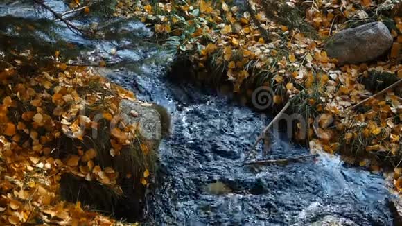 溪流流过秋叶视频的预览图