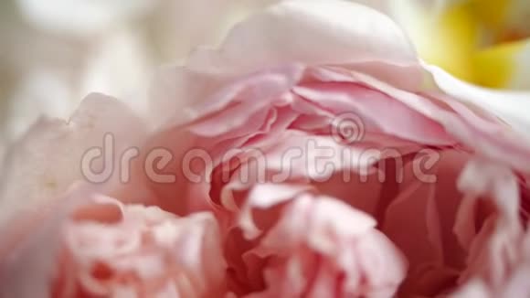 精彩的特写镜头迷人的牡丹奇妙牡丹的花瓣拍摄得非常近嫩芽视频的预览图