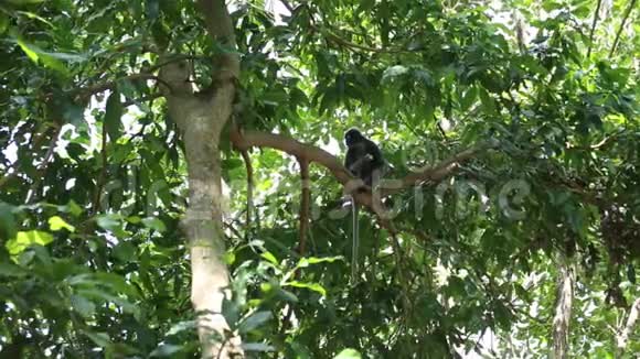 观赏猴子坐在树上吃热带水果视频的预览图