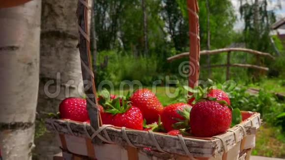 阳光明媚的一天草莓落在柳条篮子里视频的预览图