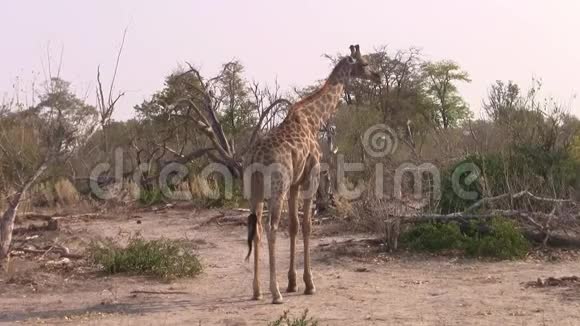 长颈鹿站在布什莫雷米游戏保护区博茨瓦纳视频的预览图