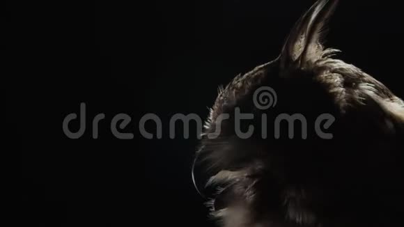 合上一只长耳朵大眼睛低灯光的成年猫头鹰视频的预览图