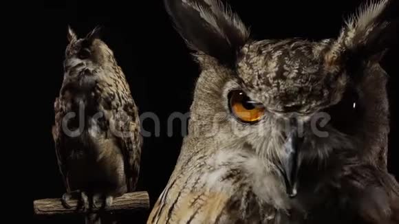 一只长耳朵大眼睛的猫头鹰特写镜头视频的预览图