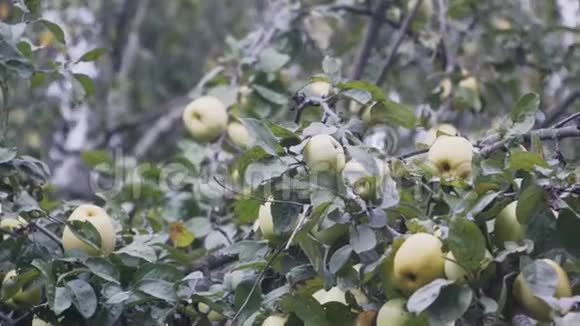 照相机拍摄了苹果树枝和几个绿苹果的全景图视频的预览图