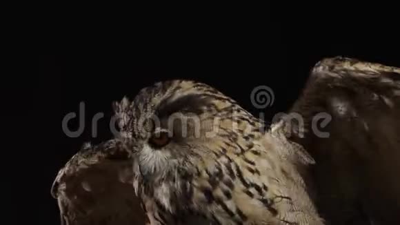 一只成年猫头鹰坐在驯兽师的手上展开翅膀视频的预览图