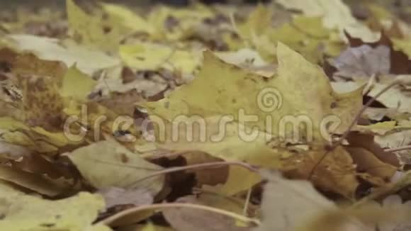 秋天公园里美丽的黄色树叶滑块运动视频的预览图